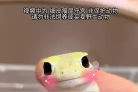 皮卡丘蜕皮啦~变身……视频封面