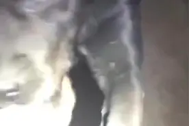 消防员安慰死里逃生的小狗，泪眼汪汪的小狗向消防员握手致谢视频封面