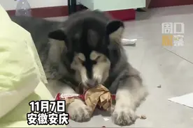 11月7日安徽。女子收养了5年的阿拉斯加，从来没有拆过家，偶尔拆一个包装袋还在观察她的反应，可惜小狗不知道女子觉得它撕袋子的样子可爱极了。【来源@热度新闻】视频封面