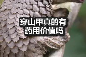 穿山甲真的有药用价值吗#热门#科普#涨知识#穿山甲#冷知识 #动物 @DOU+小助手 视频封面