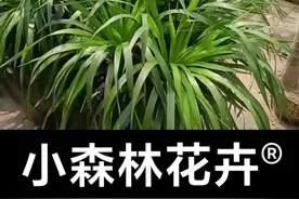 龙血树叶子颜色浅，干尖黄叶子，干半截，等情况是什么问题#养花#龙血树 视频封面