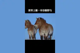 世界上仅存的野马：普氏野马#动物 #科普 #涨知识 #奇闻趣事 #百万森林守护挑战 