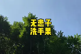 无患子～无患子科无患子属的落叶乔木植物。你也可以叫它洗手果视频封面