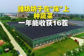 潍坊坊子在“床”上种蔬菜 一年能收获16茬 #走在前开新局 #山东视频封面