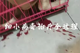 三个转院来诊；史宾格细小痊愈出院了👌👌👌#细小病毒痊愈#犬细小视频封面