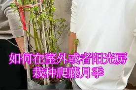 如何在室外或者阳光房栽种爬藤月季。#花卉#养花小知识#花卉绿植视频封面
