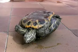 乌龟会不会自己翻身 会不会因此而死掉 神奇的冈布茨体 #萌宠