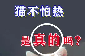 别担心猫咪中暑啦，它们其实不怕热哦 #科学养宠攻略  #猫视频封面