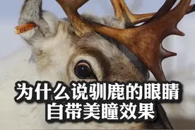 为什么说驯鹿的眼睛自带美瞳效果？#科普#涨知识#热门#驯鹿 @DOU+小助手 视频封面