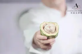 巧克力是用咖啡豆做的吗？分不清可可豆和咖啡豆？点进来看咯视频封面