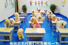 狗狗课间展示才艺比赛，谁最乖最萌#宠物对于主人有多重要 #萌宠 #萌宠出道计划 视频封面
