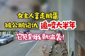 “它见到我就偷袭”！女主人拿走鹅蛋被公鹅记仇，追咬大半年@抖音短视频视频封面