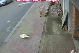 “它见到我就偷袭”！女主人拿走鹅蛋被公鹅记仇，追咬大半年@抖音短视频视频封面