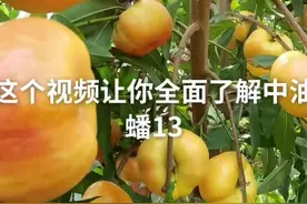 中油蟠13号早熟黄肉油蟠桃新品种。该品种成熟早，果实较大；硬溶质，风味甜香#中油蟠13蟠桃苗 #果苗 #热门