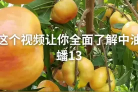 中油蟠13号早熟黄肉油蟠桃新品种。该品种成熟早，果实较大；硬溶质，风味甜香#中油蟠13蟠桃苗 #果苗 #热门