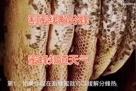 了解在什么时间段就要割蜂蜜了#蜂蜜 #养蜂人 #蜜蜂视频封面