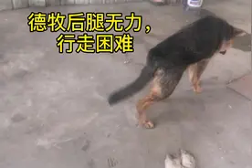 德牧后腿无力，行走困难，口服药物解决，恢复正常了