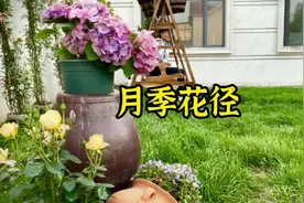 我把月季花种在院子的路两边，以后每次回来，抬眼所见，都是娇艳视频封面