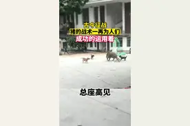 古今征战，猪的战术一再为人们成功的运用着视频封面
