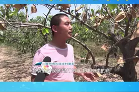 果农们给梨树打了健神牌吡虫啉后，出现大面积落叶现象，基本上等于绝收。果农：一家老小都是靠这生活！视频封面