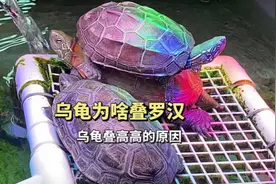 乌龟为什么会叠罗汉？乌龟叠高高的几个原因#奇异动物召集令视频封面
