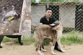 遛狗回来后，狗突然抽搐不止倒地不起，真相令人愤怒视频封面