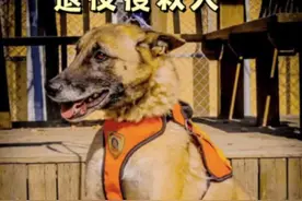 我领养了两只消防队退役搜救犬，他们除了威风凛凛还有你们意想不到另一面 #马犬 #史宾格 #退役搜救犬 #搜救犬