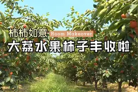 柿柿如意！大荔水果柿子丰收啦视频封面