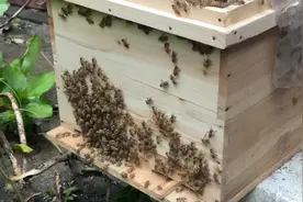 #大量蜜蜂堆积在巢门口不进蜂箱怎么办 ？透过现象看本质视频封面