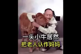 一头小牛居然把老人认作妈妈#神奇动物在抖音 #萌宠视频封面