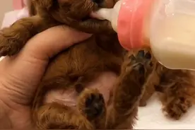 给小泰迪喂奶🍼没想到它们会自己张开嘴来喝了#萌犬 #宠物成精了 #家有萌宠 #泰迪 #宠物视频封面