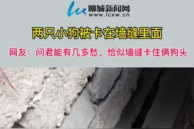 两只小狗被卡在墙缝里面，呆萌的样子笑坏女主人#狗子视频封面