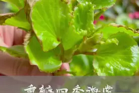 重瓣四季海棠水培繁殖方法！ #分享家庭养花小常识视频封面
