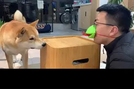 给大黄的花式投喂#柴犬 #萌宠出道计划 @DOU+小助手 @抖音短视频视频封面