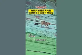 万物皆有灵！#狗妈妈 被捕兽夹夹住，强忍剧痛下山托付狗宝宝！#万物皆有灵性 #母爱 #保护动物 #感动瞬间视频封面