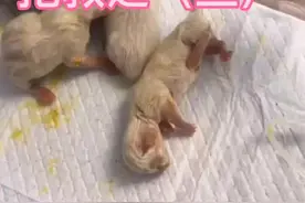 小猫吸入性肺炎！小猫低血糖！小猫衰退综合征！#猫咪 #萌宠 #吸入性肺炎 @抖音短视频视频封面