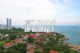 厦门为什么这么多蛇？视频封面