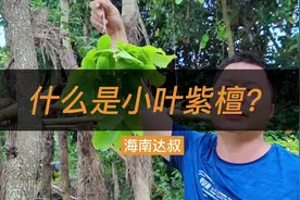 海南达叔，带您了解海南珍贵树木，檀香紫檀又名小叶紫檀视频封面