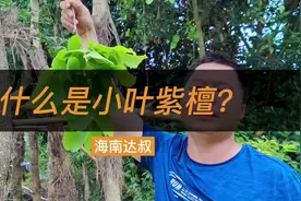 海南达叔，带您了解海南珍贵树木，檀香紫檀又名小叶紫檀视频封面