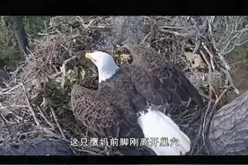 粗心的鹰爸爸#老鹰 #万万没想到 #不可思议 视频封面