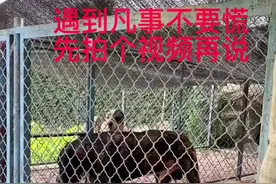 高温湿热的桑拿天，最容易中暑，因为空气中的水气特别大，氧气含量相对就降低了，狗在这个天气更加容易中暑，特别小心啊#中亚牧羊犬 #卡斯罗 #恶霸犬 #罗威纳 #狗狗中暑了怎么办