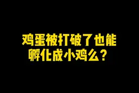 中国首例无壳孵化小鸡的实验过程，让我们一起见识生命的奇迹～视频封面