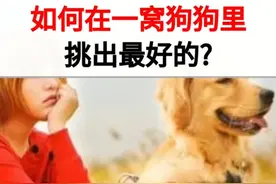 如何在一窝狗狗里，挑出最好的？#养狗小知识 #萌宠 #宠物 #狗狗 #汪星人 #养狗 @抖音短视频视频封面