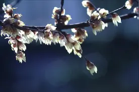 8号早上嘉兴市区的最低温度，达到了零下6.6度。这个温度视频封面