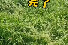 大家帮忙出出主意吧#三农 #种植 #水稻 #农业种植 #农民种地不容易 视频封面