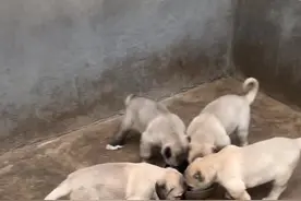 土耳其坎高犬#土耳其锡瓦斯坎高犬 #猎狼犬#视频封面