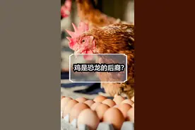 鸡是恐龙的后裔？#热门#科普#涨知识#冷知识 #恐龙 #鸡@DOU+小助手 视频封面