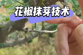 #花椒管理技术 #新农人计划 #抖音三农 #三农 #花椒 #花椒修剪 视频封面