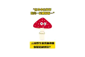 “红伞伞白杆杆，吃完一起躺板板…”云南野生菌洗脑神曲，你最近刷到没？
