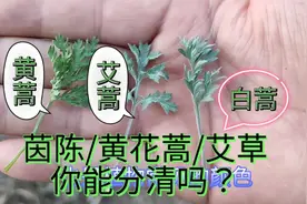 知道这三点，你也能快速分辨茵陈、黄花蒿和艾草。
